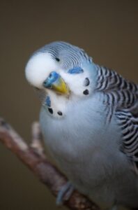 close up shot of a parakeet